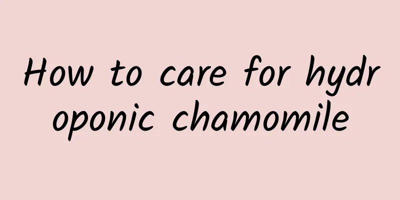 How to care for hydroponic chamomile