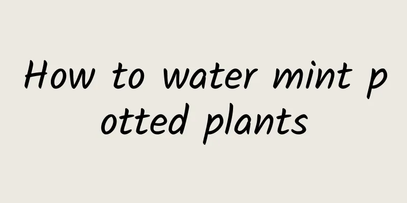 How to water mint potted plants