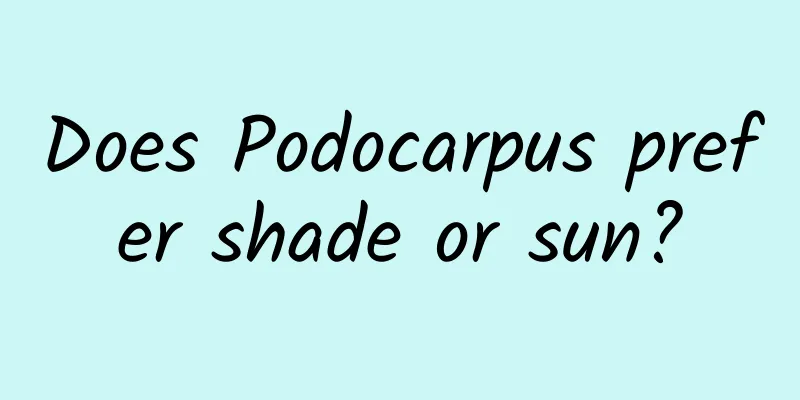 Does Podocarpus prefer shade or sun?