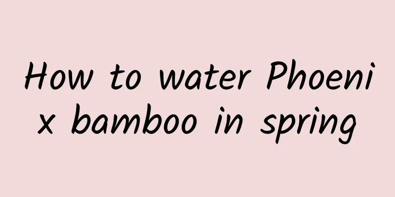 How to water Phoenix bamboo in spring