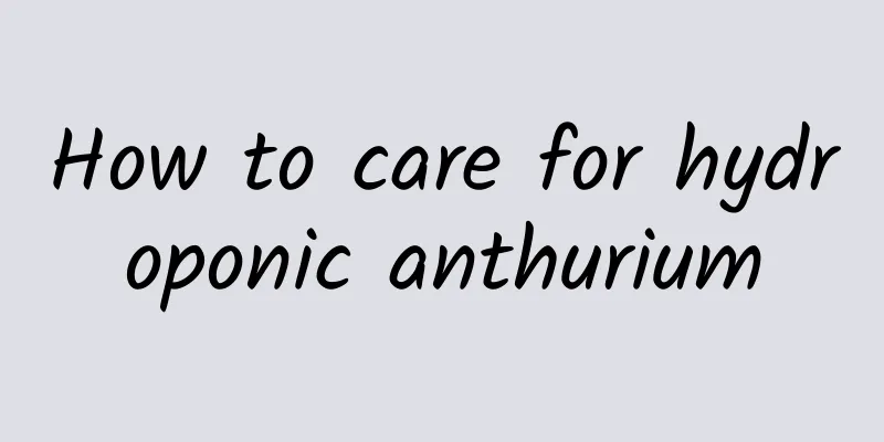 How to care for hydroponic anthurium