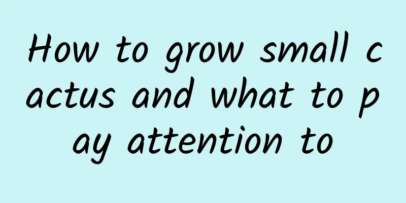 How to grow small cactus and what to pay attention to
