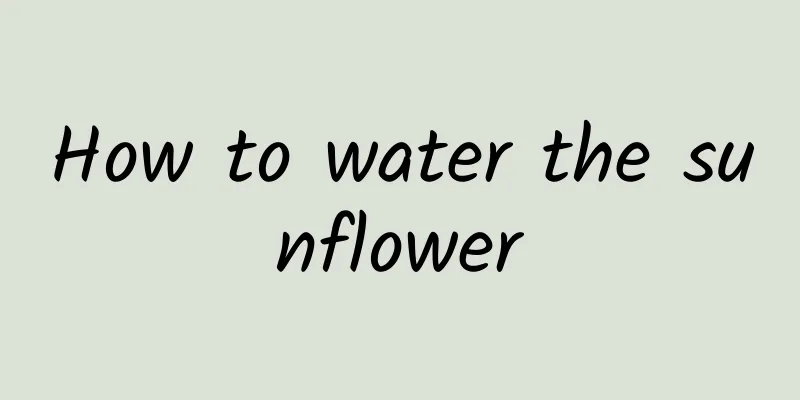 How to water the sunflower