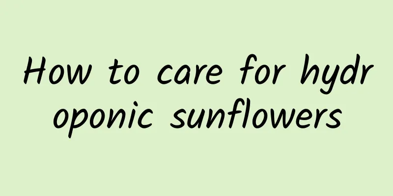 How to care for hydroponic sunflowers