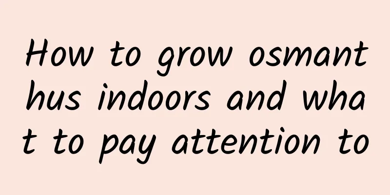 How to grow osmanthus indoors and what to pay attention to