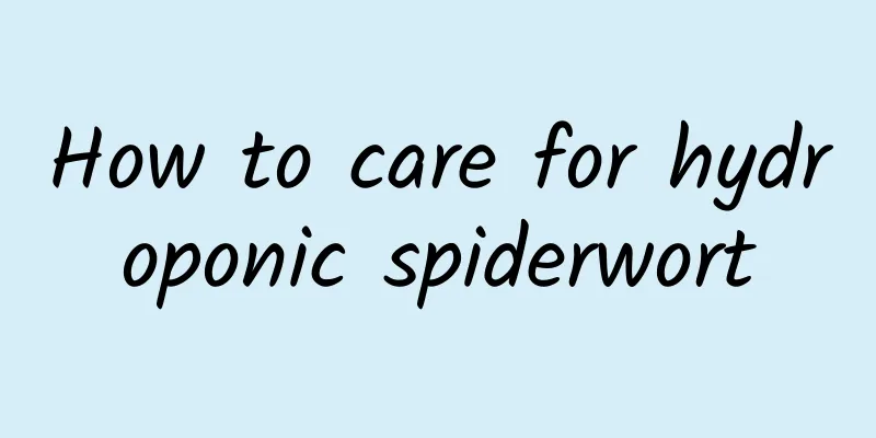 How to care for hydroponic spiderwort