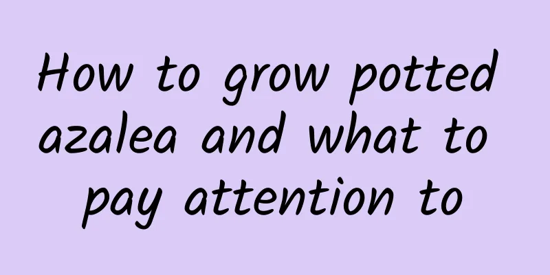 How to grow potted azalea and what to pay attention to