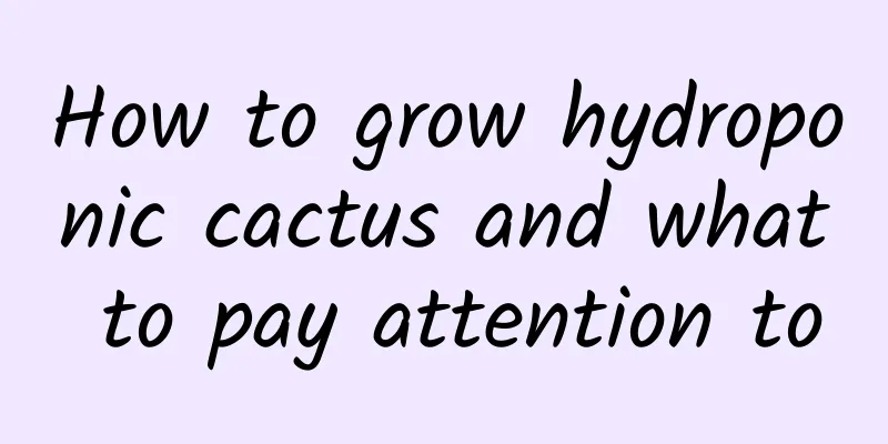 How to grow hydroponic cactus and what to pay attention to