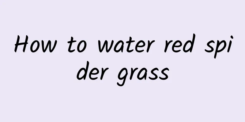How to water red spider grass