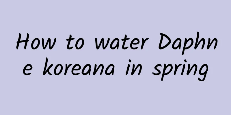 How to water Daphne koreana in spring