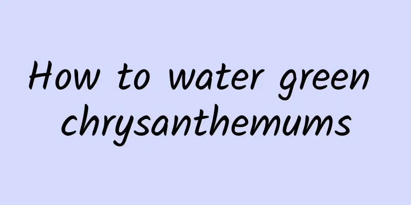 How to water green chrysanthemums