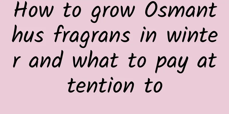 How to grow Osmanthus fragrans in winter and what to pay attention to