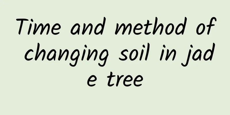 Time and method of changing soil in jade tree
