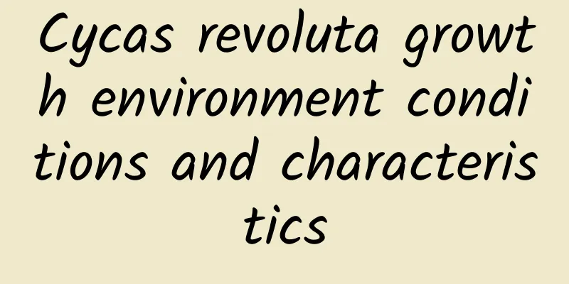 Cycas revoluta growth environment conditions and characteristics