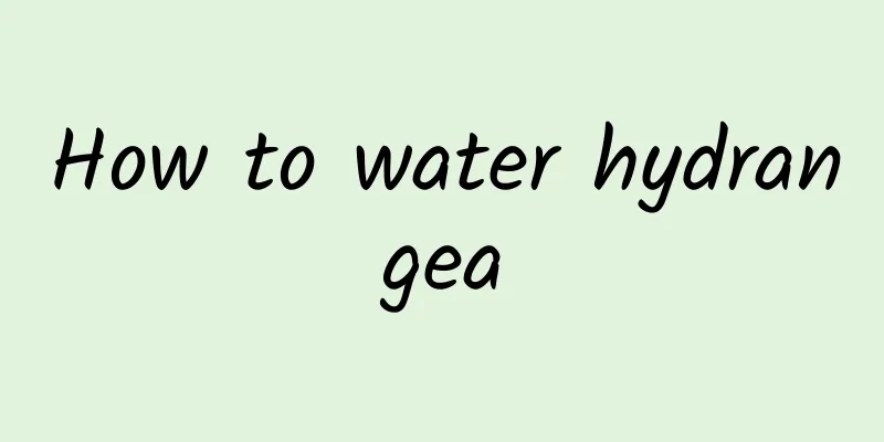How to water hydrangea