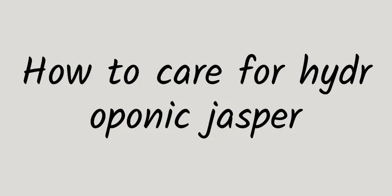 How to care for hydroponic jasper