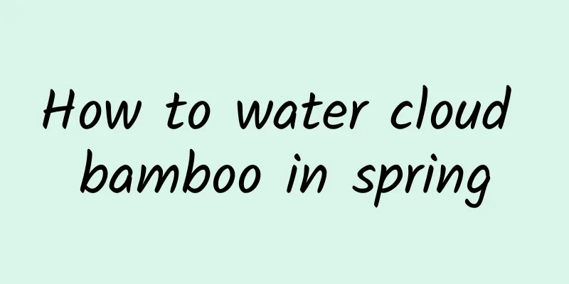 How to water cloud bamboo in spring