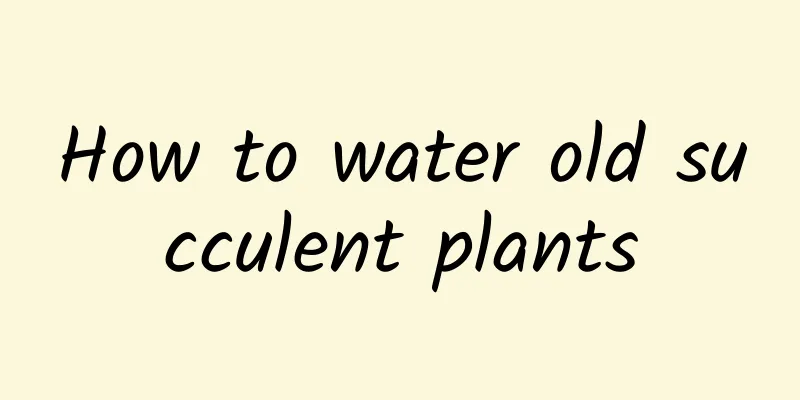How to water old succulent plants