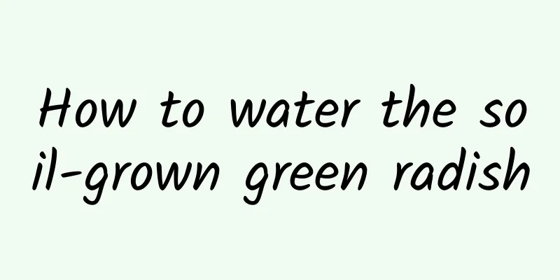 How to water the soil-grown green radish