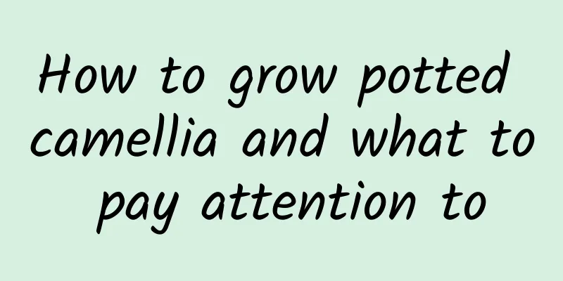 How to grow potted camellia and what to pay attention to