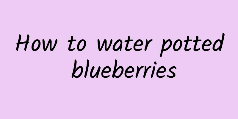 How to water potted blueberries