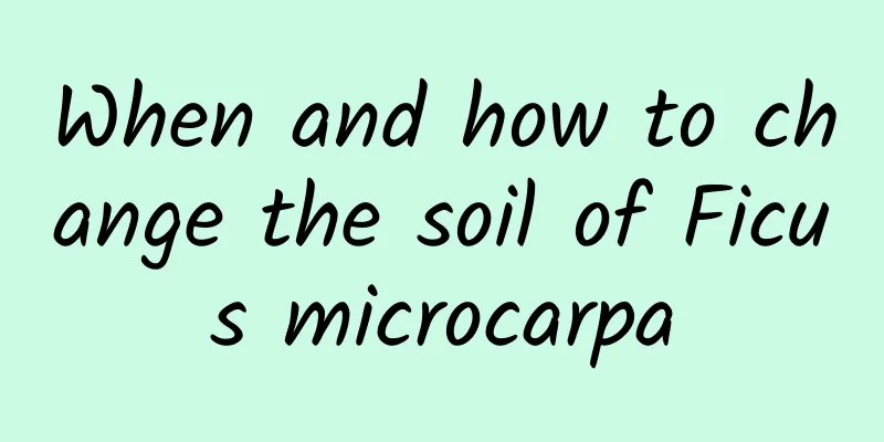 When and how to change the soil of Ficus microcarpa