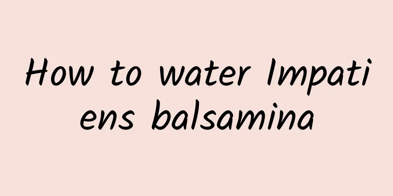 How to water Impatiens balsamina