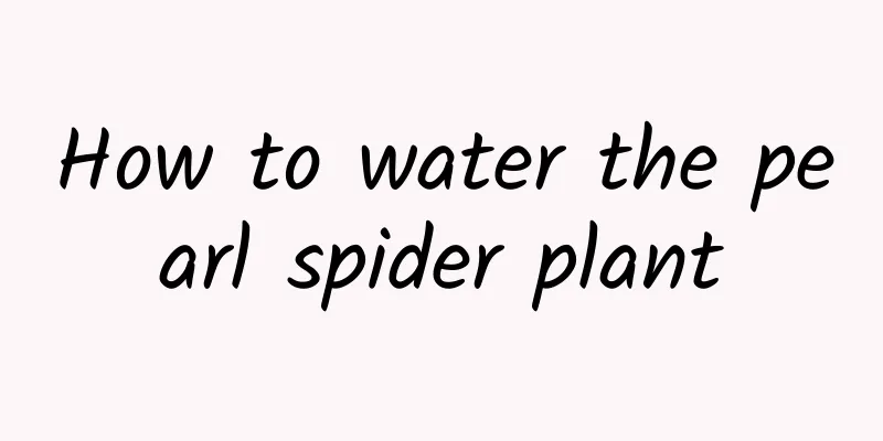 How to water the pearl spider plant
