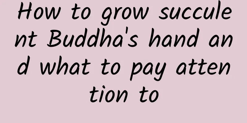 How to grow succulent Buddha's hand and what to pay attention to