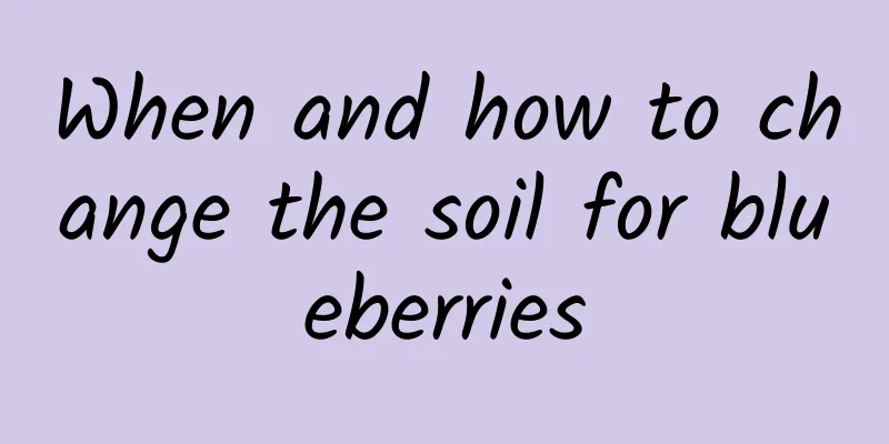 When and how to change the soil for blueberries