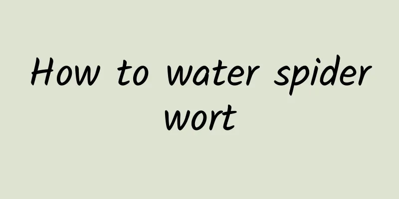 How to water spiderwort