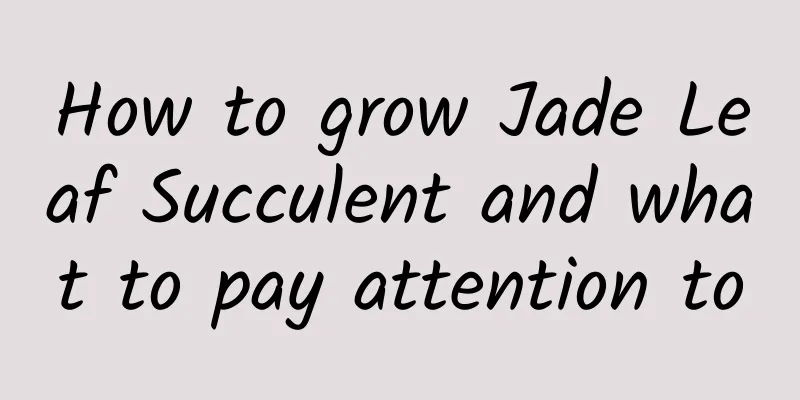 How to grow Jade Leaf Succulent and what to pay attention to