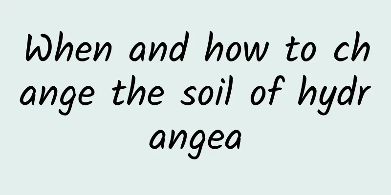 When and how to change the soil of hydrangea