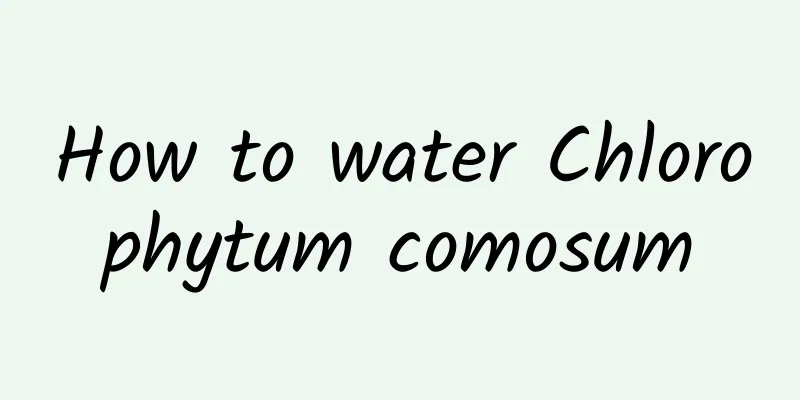 How to water Chlorophytum comosum