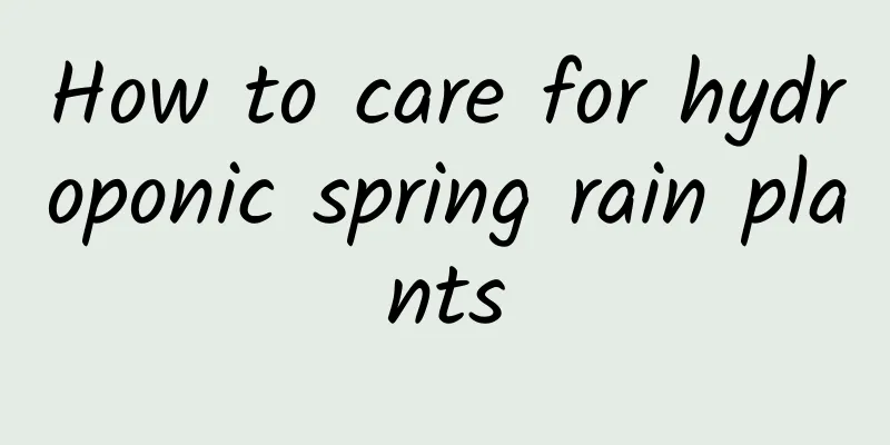 How to care for hydroponic spring rain plants