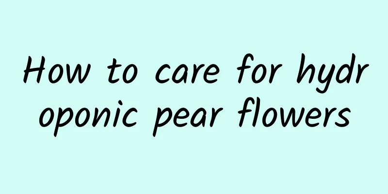 How to care for hydroponic pear flowers