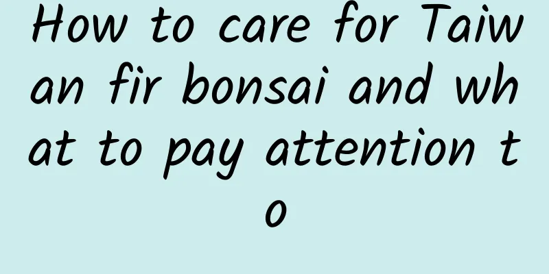 How to care for Taiwan fir bonsai and what to pay attention to