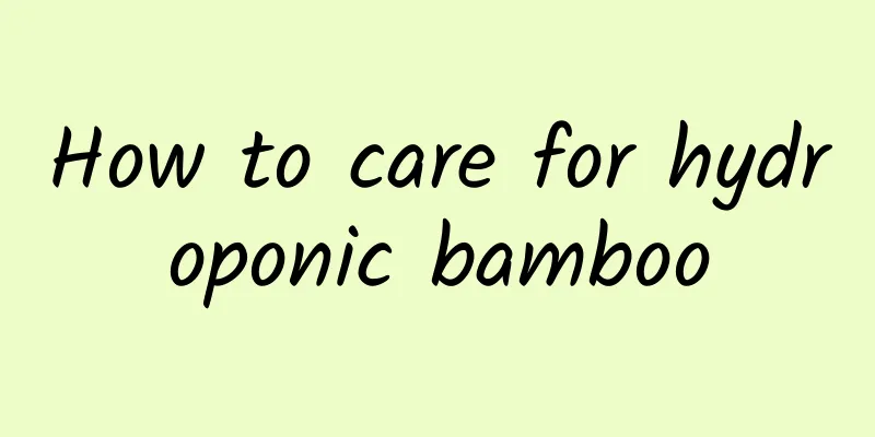 How to care for hydroponic bamboo