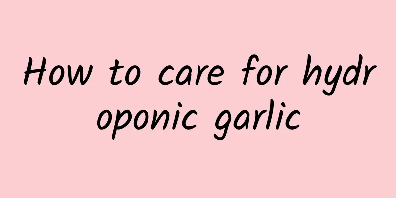 How to care for hydroponic garlic