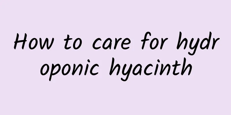How to care for hydroponic hyacinth