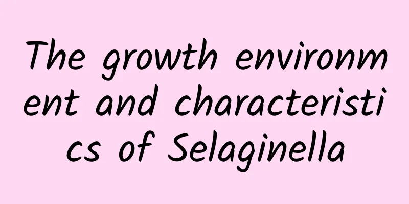 The growth environment and characteristics of Selaginella