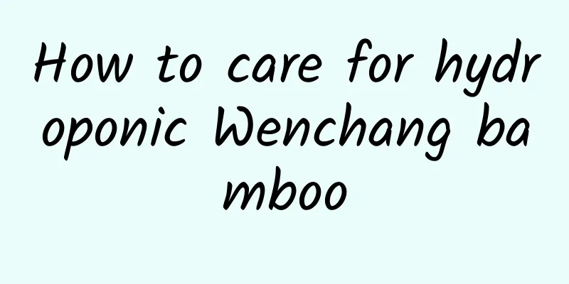 How to care for hydroponic Wenchang bamboo