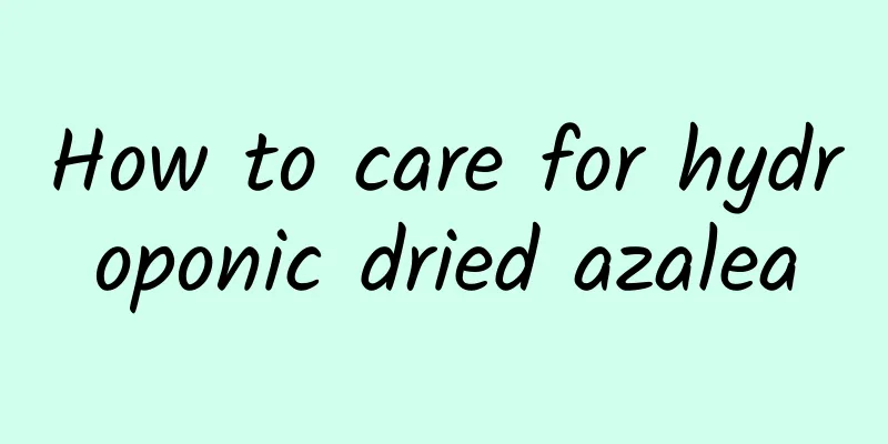 How to care for hydroponic dried azalea
