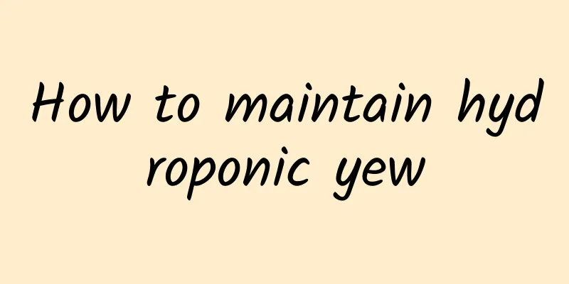 How to maintain hydroponic yew