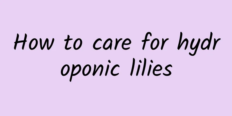 How to care for hydroponic lilies