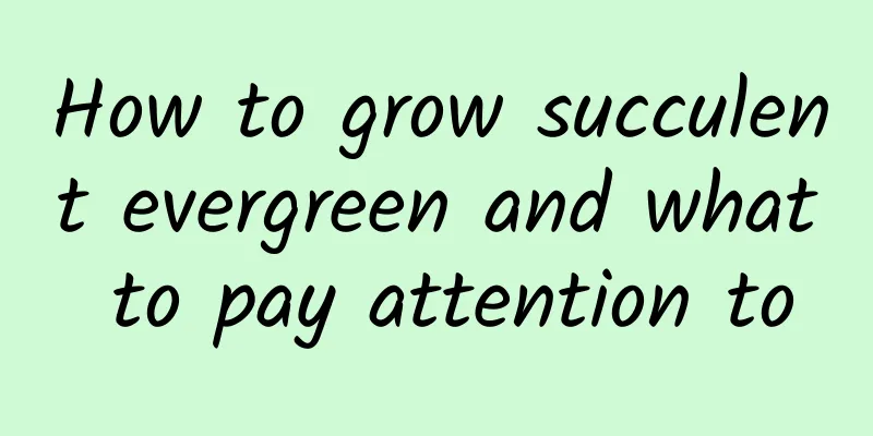 How to grow succulent evergreen and what to pay attention to