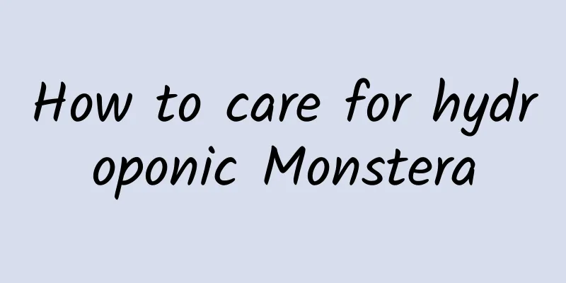 How to care for hydroponic Monstera