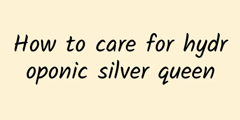 How to care for hydroponic silver queen