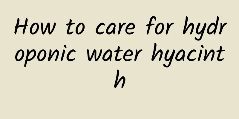How to care for hydroponic water hyacinth