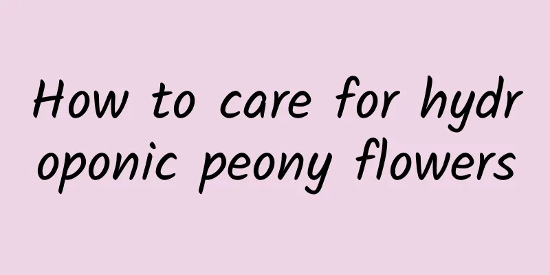 How to care for hydroponic peony flowers